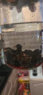 Appelslakken gratis, Dieren en Toebehoren, Vissen | Aquariumvissen, Slak of Weekdier, Zoetwatervis, Schoolvis