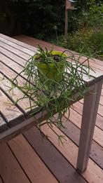Rhipsalis baccifera of „cactusmaretak”, Ophalen, Cactus