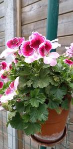 violet geraniums  en rode staanders, Jardin & Terrasse, Plantes | Jardin, Enlèvement