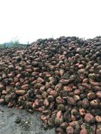 voederbieten, Enlèvement