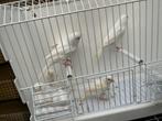Witte Kanaries, Dieren en Toebehoren, Vogels | Kanaries