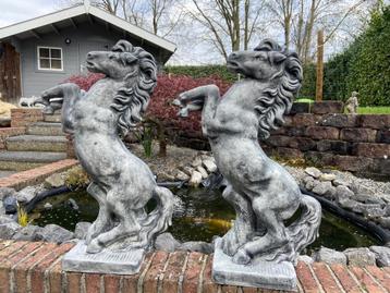 2 Steigerende Paarden beschikbaar voor biedingen