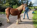 Prachtige Irish Cob, Tinker hengst, Dieren en Toebehoren, Minder dan 160 cm, Gechipt, 0 tot 2 jaar, Hengst