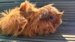 Cavia, Peruaanse cavia, rood-witte lijst, Dieren en Toebehoren, Ophalen