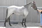 Spring pony, Dieren en Toebehoren, Gechipt, Ruin, Springpony, Zadelmak