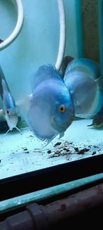 Discus bleu diamond, Dieren en Toebehoren, Vis, Zoetwatervis, Schoolvis