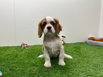 Cavalier King Charles Spaniel pups beschikbaar voor biedingen