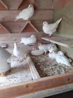 Nestjongen van witte reisduiven