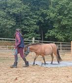 NMPRS Merrie, top braaf! Goed papier, Dieren en Toebehoren, Pony's, Merrie, Gechipt, 0 tot 2 jaar, A pony (tot 1.17m)