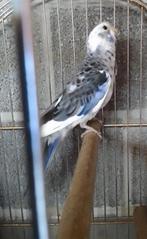 Pennant, Mâle, Perruche, Bagué