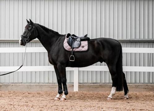 Allround ruin te koop, Dieren en Toebehoren, Paarden, Ruin, B, 165 tot 170 cm, 7 tot 10 jaar, Springpaard, Met stamboom, Gechipt