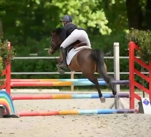Knappe bwp c pony, Dieren en Toebehoren, Paarden en Pony's | Dekhengsten en Fokmerries