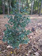 hulst ilex haagplant, Jardin & Terrasse, Plantes | Arbustes & Haies, Enlèvement, Houx, Haie, Moins de 100 cm