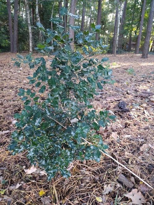 hulst ilex haagplant, Jardin & Terrasse, Plantes | Arbustes & Haies, Haie, Houx, Moins de 100 cm, Enlèvement