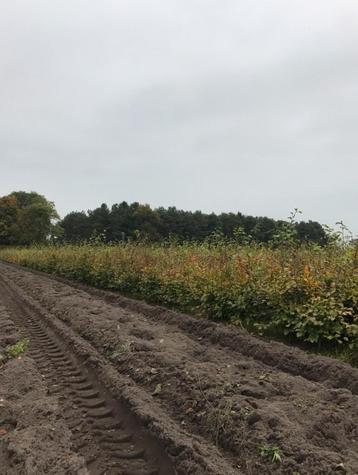 Groene en rode beuk fagus sylvatica beschikbaar voor biedingen
