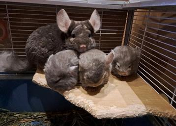 Chinchilla baby's, zeer handtam! beschikbaar voor biedingen