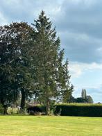 Gratis bomen vellen, Ophalen of Verzenden