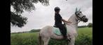 zeer lief paardje, Dieren en Toebehoren, Paarden, Minder dan 160 cm, Zadelmak, 11 jaar of ouder, Recreatiepaard