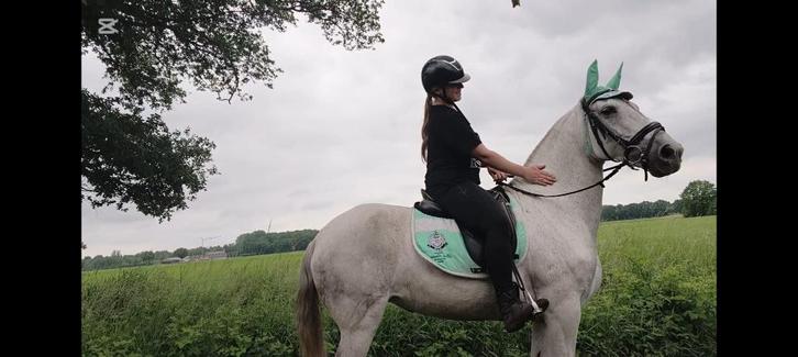 zeer lief paardje, Dieren en Toebehoren, Paarden, Merrie, Zadelmak, Minder dan 160 cm, 11 jaar of ouder, Recreatiepaard, Gechipt