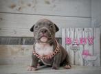Prachtige American Bully Pups uit top bloedlijnen, België, Overige rassen, 8 tot 15 weken, CDV (hondenziekte)