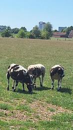 baggerbonte ooien, Dieren en Toebehoren, Schapen, Geiten en Varkens, Vrouwelijk, Schaap
