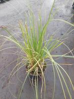 Pampasgras / Cortaderia pumilla, Tuin en Terras, Planten | Tuinplanten, Ophalen, Zomer