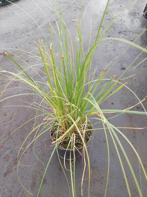 Pampasgras / Cortaderia pumilla, Tuin en Terras, Planten | Tuinplanten, Zomer, Ophalen