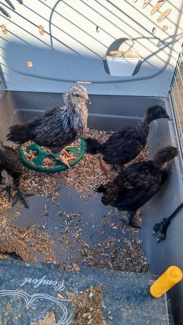 ayam semani en olijflegger  beschikbaar voor biedingen