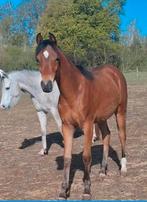 2 arabische hengstjes, Dieren en Toebehoren, Paarden, Minder dan 160 cm, Gechipt, 0 tot 2 jaar, Hengst