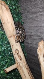 Boa costa rica, Dieren en Toebehoren, Reptielen en Amfibieën, Slang