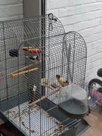 Koppel kanarie, Dieren en Toebehoren, Ophalen, Zo goed als nieuw