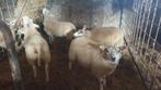 Jonge fokooien te koop, Dieren en Toebehoren, Schapen, Geiten en Varkens