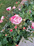 Tuinbloempot!, Ophalen