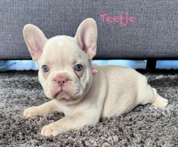 Cream platinum Franse Bulldog pups  beschikbaar voor biedingen