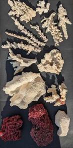 Verzameling koralen, Verzamelen, Mineralen en Fossielen, Overige typen, Ophalen
