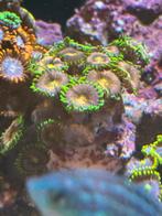koraal / Koralen Zeeaquarium Zoa, Dieren en Toebehoren, Zoutwatervis