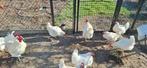 Poule de bresse toom, Dieren en Toebehoren, Pluimvee