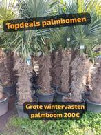 Wintervasten palmbomen