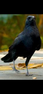 GEZOCHT GROTE ZWARTE KRAAI, Dieren en Toebehoren