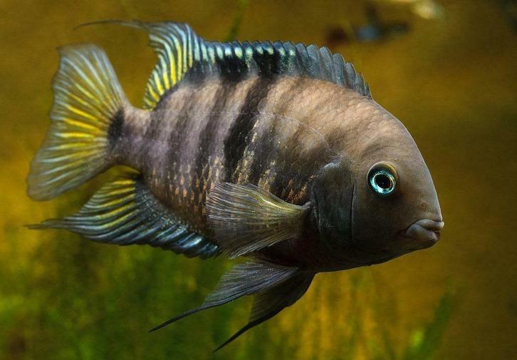 Jonge Amatitlania/Cryptoheros sajica & vruchtbare koppels, Dieren en Toebehoren, Vissen | Aquariumvissen, Zoetwatervis, Vis