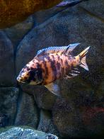 Bully te koop.......wegens veranderen van soort.....een 13cm