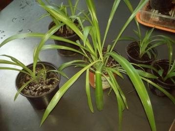 Plante araignée - chlorophytum