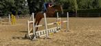 7 jarige merrie van Casual Chic Z, Dieren en Toebehoren, Paarden, Merrie, Springpaard, Gechipt, M