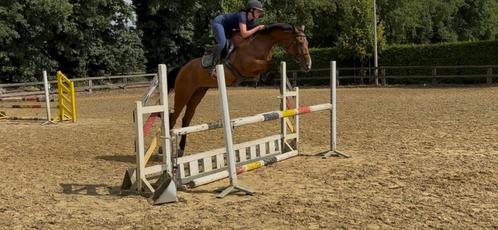 7 jarige merrie van Casual Chic Z, Dieren en Toebehoren, Paarden, Merrie, M, 165 tot 170 cm, 7 tot 10 jaar, Springpaard, Met stamboom