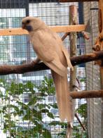 Parkiet Pennant Rosella, Parkiet