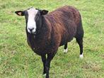 Zwartbles dekram te huur, Dieren en Toebehoren, Mannelijk, Schaap, 0 tot 2 jaar