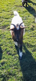 "Super mooi mieke ", Animaux & Accessoires, Moutons, Chèvres & Cochons, Femelle, Chèvre, 0 à 2 ans