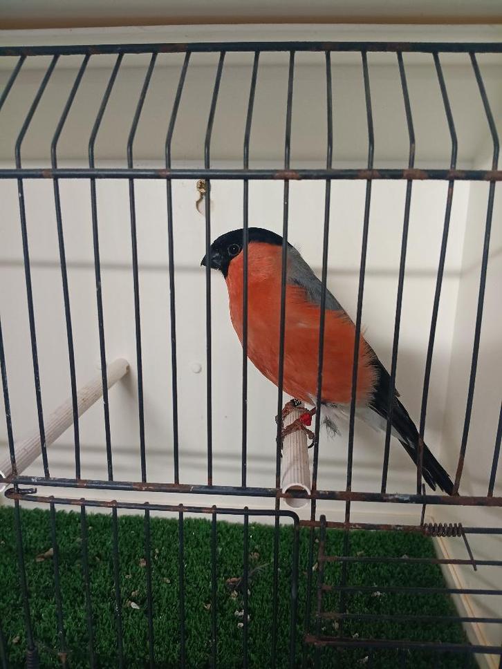 NOORDSE GOUDVINK MAN, Dieren en Toebehoren, Vogels | Toebehoren, Ophalen of Verzenden