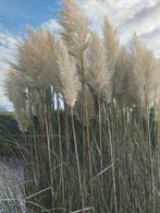 Pampas a un, Huis en Inrichting, Woonaccessoires | Droogbloemen, Ophalen of Verzenden, Nieuw