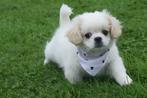 Boomer pups kruising shih -Tzu pup, Dieren en Toebehoren, Honden | Niet-rashonden, 15 weken tot 1 jaar, Buitenland, CDV (hondenziekte)